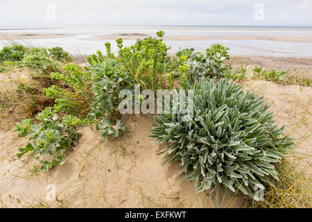 Gemeinschaft der Düne Pflanzen einschließlich Meer Holly Meer Wolfsmilch und Strähnen Dünengebieten Gras auf Dünen an Qualitätsorientierung Burrows in South Wales UK Stockfoto