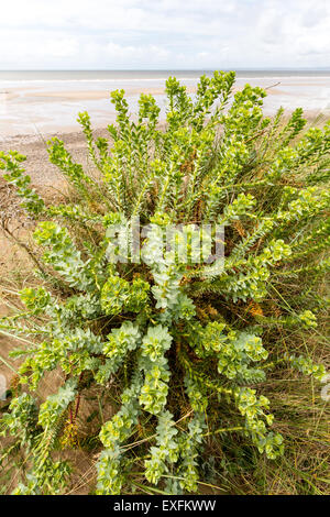 Meer Wolfsmilch Euphorbia Paralias wachsen auf Qualitätsorientierung Burrows Küstendüne System in South Wales UK Stockfoto