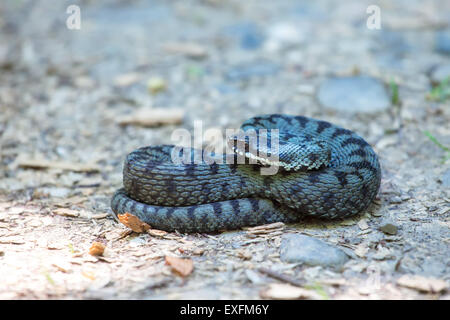 Nahaufnahme des Europäischen Kreuzotter (Vipera Berus) im Sommer. Stockfoto