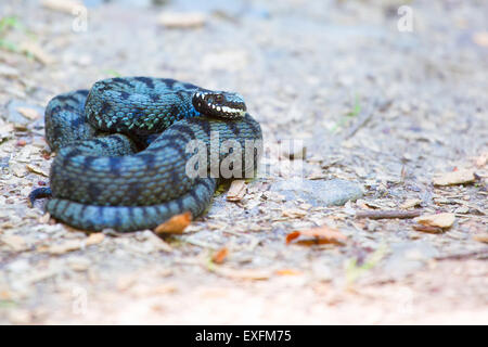 Nahaufnahme des Europäischen Kreuzotter (Vipera Berus) im Sommer. Stockfoto