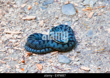 Nahaufnahme des Europäischen Kreuzotter (Vipera Berus) im Sommer. Stockfoto