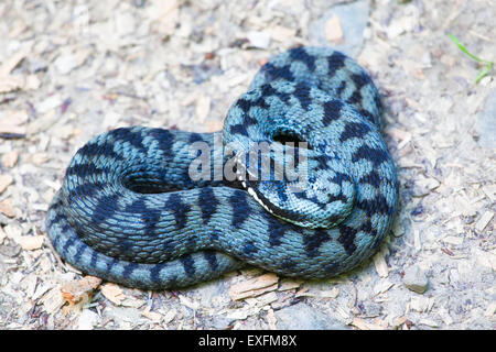 Nahaufnahme des Europäischen Kreuzotter (Vipera Berus) im Sommer. Stockfoto