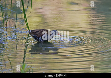 Wasser-Schiene (Rallus Aquaticus) auf Nahrungssuche.  Sommer. UK Stockfoto