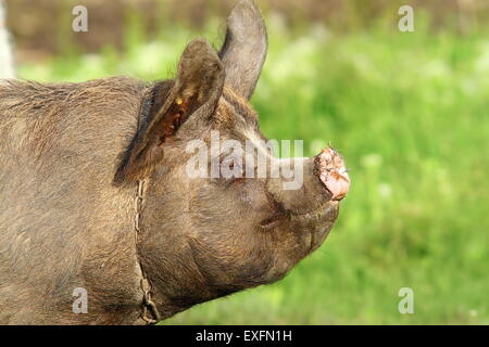 Profil eines Schweins mit vielen Ringen in Schnauze über grün aus Fokus Hintergrund Stockfoto