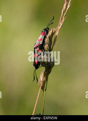 Sechs vor Ort Burnet Motten paar Zygaena Filipendulae Paarung auf getrocknete Grass Stängel kurz nach Austritt aus der Puppe Stockfoto