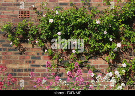 Blass-rosa Kletterrosen auf roten Backsteinmauer Stockfoto