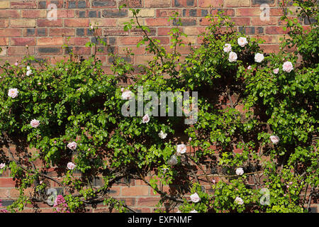 Blass-rosa Kletterrosen auf roten Backsteinmauer Stockfoto