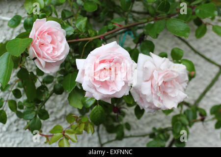 Schöne, rosa Kletterrosen im heimischen Garten Stockfoto