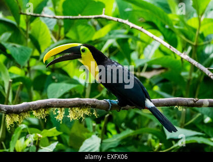 Ein Choco-Tukan (Ramphastos Brevis) thront auf einem Ast. Mindo, Ecuador. Stockfoto