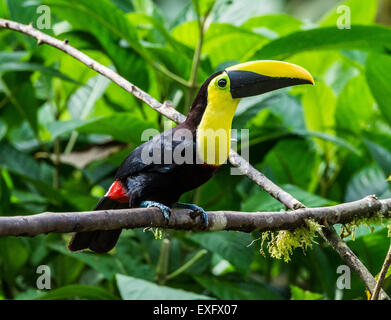 Ein Choco-Tukan (Ramphastos Brevis) thront auf einem Ast. Mindo, Ecuador. Stockfoto