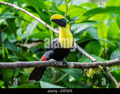 Ein Choco-Tukan (Ramphastos Brevis) thront auf einem Ast. Mindo, Ecuador. Stockfoto