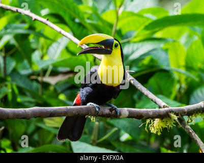 Ein Choco-Tukan (Ramphastos Brevis) thront auf einem Ast. Mindo, Ecuador. Stockfoto