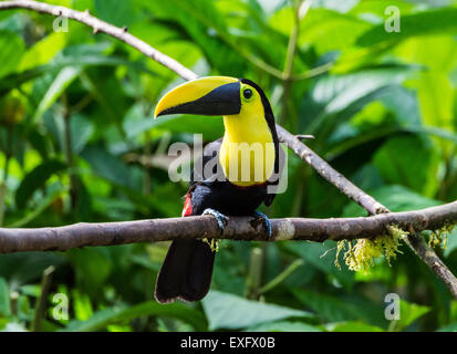 Ein Choco-Tukan (Ramphastos Brevis) thront auf einem Ast. Mindo, Ecuador. Stockfoto