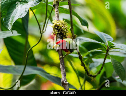 Eine männliche Rothaarige Barbet (Eubucco Bourcierii) auf einem Ast. Mindo, Ecuador. Stockfoto