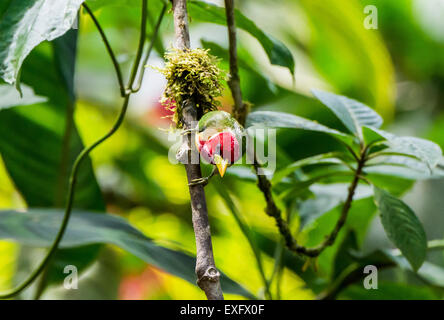 Eine männliche Rothaarige Barbet (Eubucco Bourcierii) auf einem Ast. Mindo, Ecuador. Stockfoto