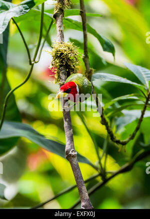 Eine männliche Rothaarige Barbet (Eubucco Bourcierii) auf einem Ast. Mindo, Ecuador. Stockfoto