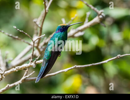 Ein funkelnde Violetear (Colibri Coruscans) Kolibri mit gelben Blütenpollen bestäubt auf seiner Stirn. Stockfoto