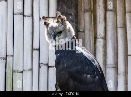 Ein Gefangener Harpyie (Harpia Harpyja) bei der Condor-Park. Otavalo, Ecuador. Stockfoto