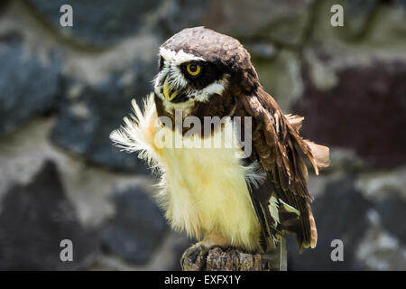 Ein Spectacled Eulen (Pulsatrix Perspicillata) steht auf einem Baumstumpf. Stockfoto