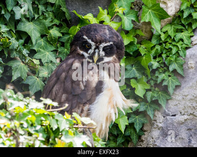 Ein Spectacled Eulen (Pulsatrix Perspicillata) steht in grünen Blättern. Stockfoto