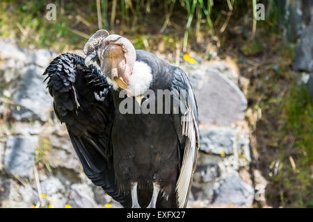 Ein stark gefährdeten Andenkondor (Vultur Kondor) in Gefangenschaft bei der Condor-Park, Otavalo, Ecuador. Stockfoto