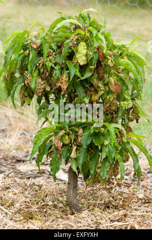 Pfirsich Blatt Wellung Symptome auf Miniatur-Pfirsich Stockfoto