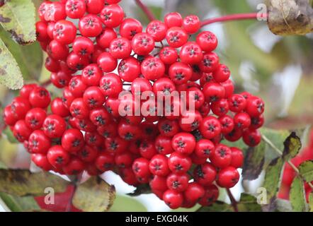 Leuchtend roten Beeren des Baumes amerikanische Eberesche (Sorbus Americana).  Foto aufgenommen am nördlichen Ufer des Lake Superior. Stockfoto