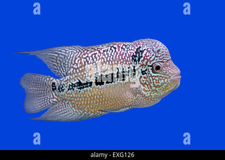 Flowerhorn Cichlid oder Cichlasoma Fische im aquarium Stockfoto