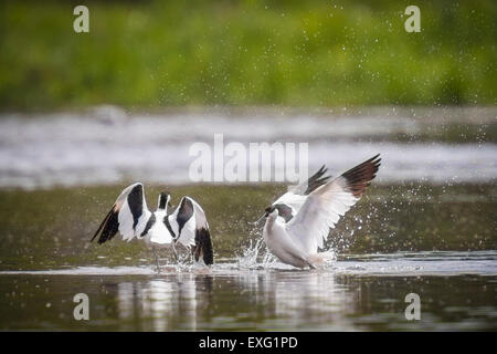 Trauerschnäpper Säbelschnäbler (Recurvirostra Avosetta) zeigen ihre Dominanz während eines Kampfes im Wasser. Stockfoto