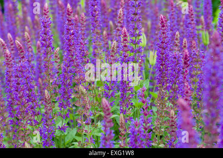 Closeup auf lila und blau Lupinus (Lupinen, Lupine) Blumen Feld Stockfoto