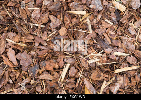 Natürliche Rinde als einen Boden für Mulch in den Garten, Holz-Chip Hintergrundtextur verwendet Stockfoto