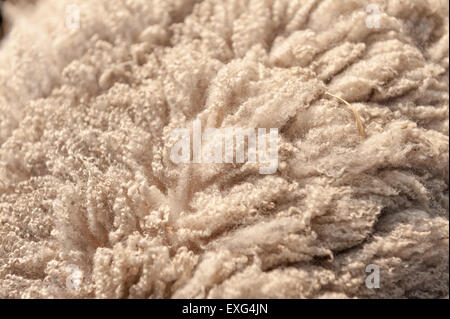 ein Jahr Wachstum, ein Shetland Schafe Wollmantel hautnah vor seiner geschert zeigt abwechslungsreiche Textur sehr weich und gut gekräuselten Vlies Stockfoto