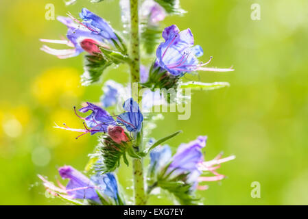 Makro-Foto einer Echium Vulgare (Blueweed) Blume zeigt Transparenz unter der warmen Sommersonne Stockfoto