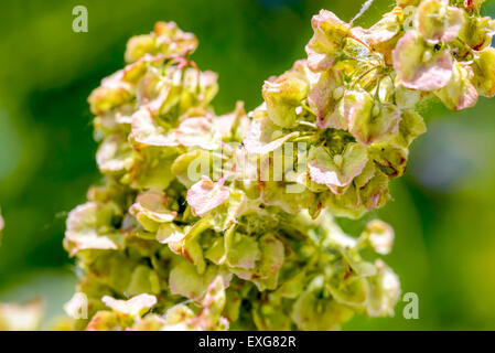 Makro-Detail Rumex Crispus Blume unter der warmen Sommersonne Stockfoto