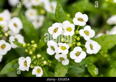 Kleine weiße Lobularia Maritima Blüten mit vier Blütenblättern in einem Garten unter die warme Frühlingssonne Stockfoto