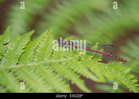 Große rote Damselfly (Pyrrhosoma Nymphula) gehockt bracken Stockfoto