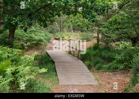 Eine Brücke über einen kleinen Bach auf Thursley National Nature Reserve, Surrey Stockfoto