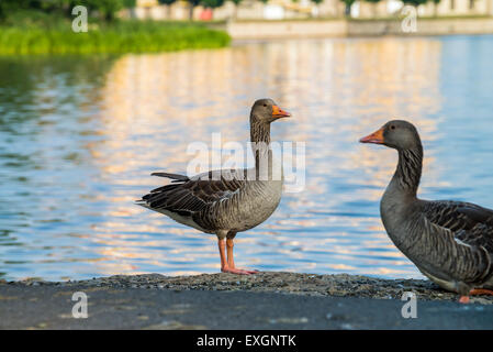 Barockschloss Moritzburg, Dresden, Freistaat Sachsen, Deutschland, Europa Stockfoto