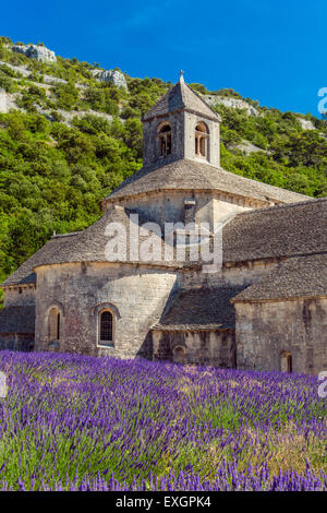 Senanque Abbey oder Abbaye Notre-Dame de Senanque mit Lavendelfeld in voller Blüte, Gordes, Provence, Frankreich Stockfoto