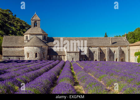 Senanque Abbey oder Abbaye Notre-Dame de Senanque mit Lavendelfeld in voller Blüte, Gordes, Provence, Frankreich Stockfoto