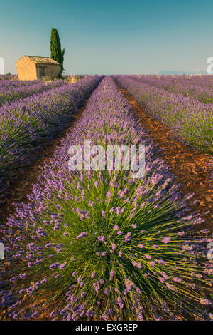 Lavendel Feld mit einsamen Stein Hütte und Zypressen Baum bei Sonnenuntergang, Plateau de Valensole, Provence, Frankreich Stockfoto