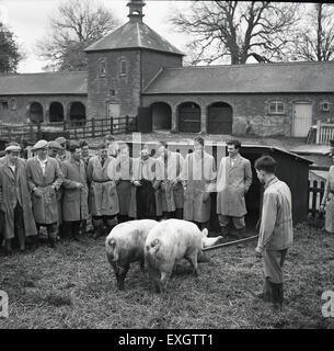 1950er Jahre historische Bild zeigt eine große Gruppe von männlichen Studenten oder Auszubildende in Overall und Stiefel eine Landwirtschaft oder landwirtschaftlichen College studiert das Verhalten der zwei Schweine. Stockfoto