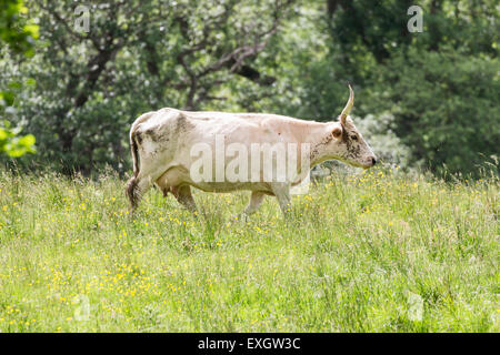 Seltene wilde Vieh weidete auf Chillingham Park, Northumberland, England Stockfoto