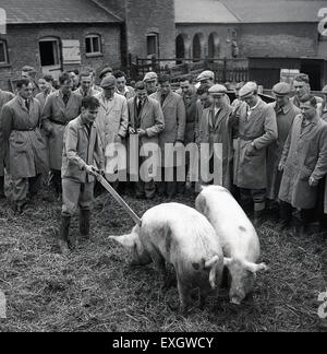 1950er Jahre historische Bild zeigt eine große Gruppe von männlichen Studenten oder Auszubildende in Overall und Stiefel an einer Landwirtschaft oder landwirtschaftliche Hochschule studiert das Verhalten der zwei Schweine. Stockfoto