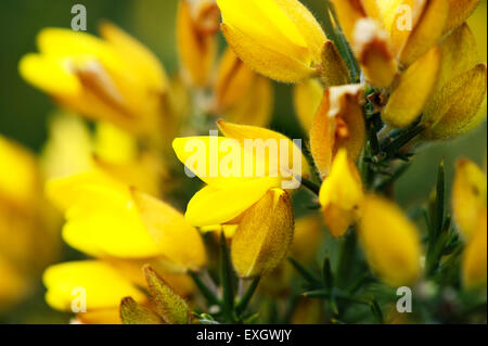 Schöne gelbe gemeinsame Gorse Blüten Ulex Europaeus hautnah Stockfoto