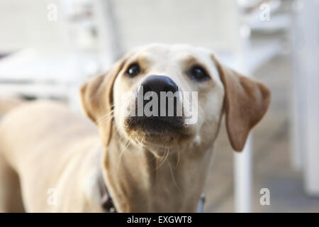 Gelber Labrador Retriever Welpen im Alter von 15 Monaten alten Uhren seinen Besitzer im Garten Terrasse Stockfoto