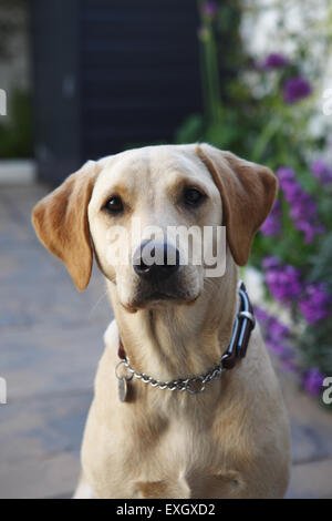 Gelber Labrador Retriever Welpen im Alter von 15 Monaten alten Uhren seinen Besitzer im Garten Terrasse Stockfoto