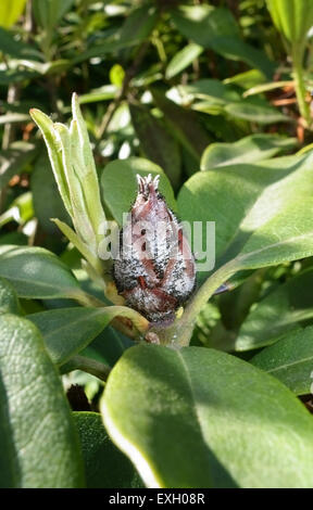 Knospen (Pycnostysanus azaleae) auf einer abgebrochenen Knospe eines ornamentalen Rhododendrons Stockfoto