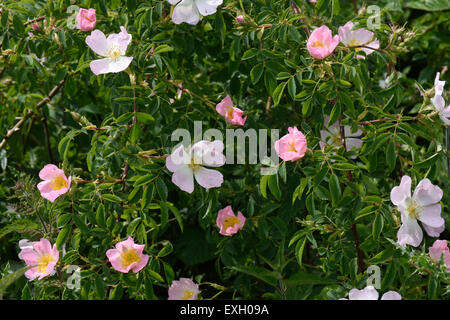 Hundsrose, Rosa Canina, blühende wilde Kletterpflanze mit rosa und weißen Blüten im Sommer, Berkshire, Juni Stockfoto