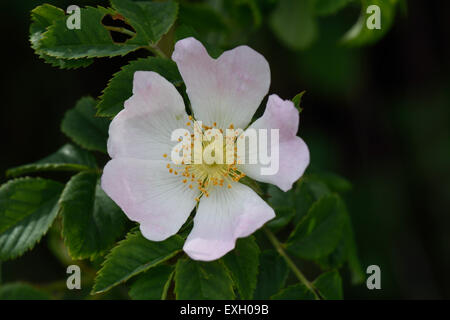 Hundsrose, Rosa Canina, blühende wilde Kletterpflanze mit rosa und weißen Blüten im Sommer, Berkshire, Juni Stockfoto